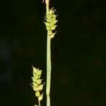 Carex globularis autre