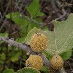 Croton flavens ഫലം