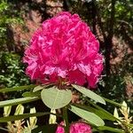 Rhododendron spp. Õis