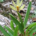 Maxillaria brachybulbon Квітка