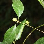 Cassipourea elliptica Gyümölcs