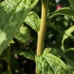 Solidago rugosa Corteza