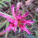 Hedysarum glomeratum 花