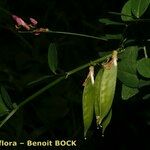 Vicia dumetorum Annet