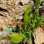 Doronicum clusii Leaf