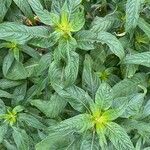 Impatiens glandulifera Leaf