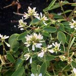 Chamaesyce hypericifolia Цвят