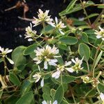 Chamaesyce hypericifolia Flower