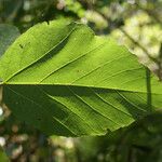 Dombeya punctata Blatt