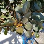 Ficus rubiginosa Blatt