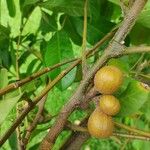 Guarea macrophylla Fruit