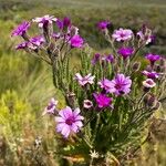 Senecio roseiflorus Flower