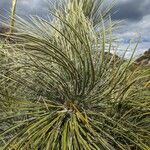 Yucca elata Frunză