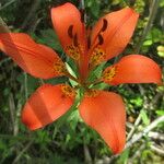 Lilium philadelphicum Λουλούδι