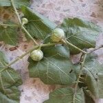 Solanum viarum Fruit