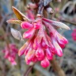 Viburnum farreri Flor