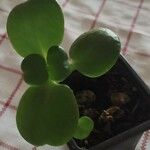 Crassula multicava 葉