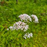 Valeriana dioicaBlomst