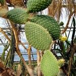 Opuntia leucotricha Habitus