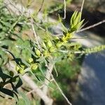 Eremophila laanii Autre