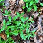 Stachys floridana Blad