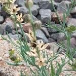 Linaria simplex Fruitua