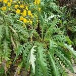 Sonchus congestus Blatt