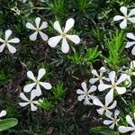 Ricinocarpos pinifolius Bloem