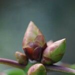 Rhododendron oreodoxa Other