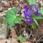 Delphinium tricorneFiore