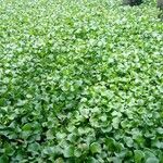 Dichondra repens Hoja