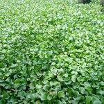 Dichondra repens