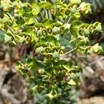 Euphorbia characias Fruit