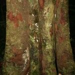 Chrysophyllum pomiferum Corteza