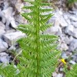 Dryopteris villarii Fulla