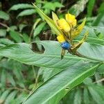 Psychotria aubletiana Fleur