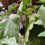 Solanum melongena Fruit