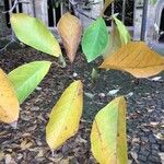 Magnolia salicifolia Blatt