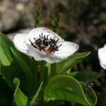 Cornus suecica Квітка