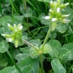 Cerastium glomeratum Агульны выгляд