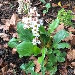 Bergenia stracheyi Natur