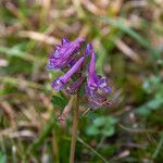 Corydalis solidaFiore