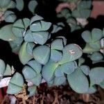 Delosperma lehmannii花