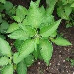 Solanum chenopodioides Folha