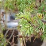 Picea glauca Hoja