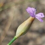 Petrorhagia prolifera Blüte