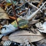Disperis tripetaloides Leaf