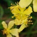 Agrimonia eupatoria फूल