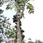 Theobroma cacao Fruit