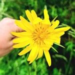 Tragopogon pratensisFlower